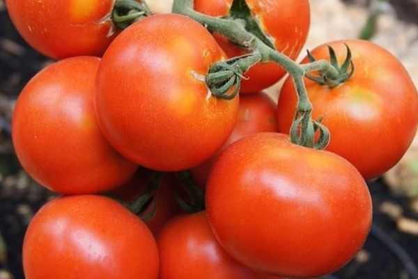 Минимум хлопот с томатом «красная шапочка»: описание, фото и характеристика сорта помидоров