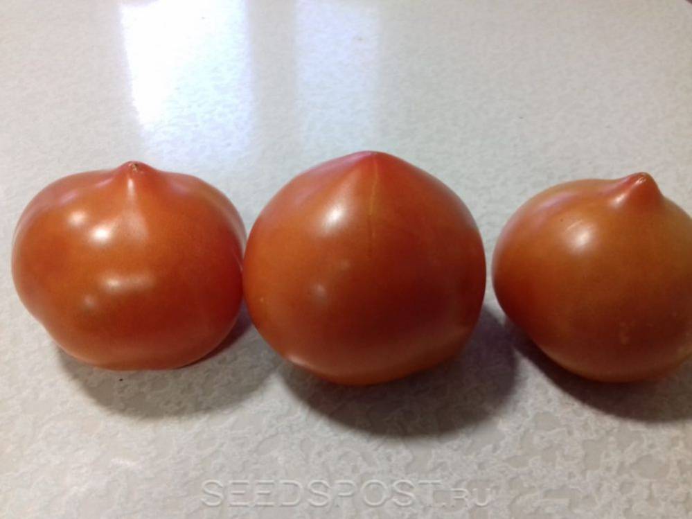 Идеальный томат «изюминка»: описание сорта, характеристики, выращивание и урожайность