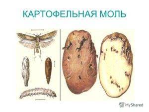 Как бороться с картофельной молью: меры борьбы при хранении
