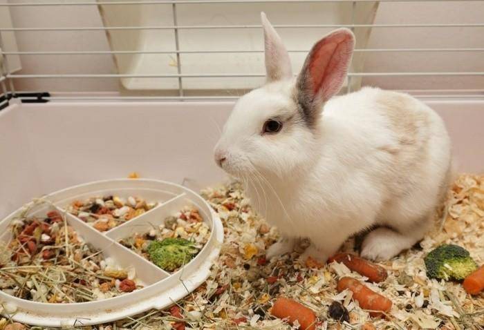 Витамины для кроликов и какие витамины нужны кроликам для роста