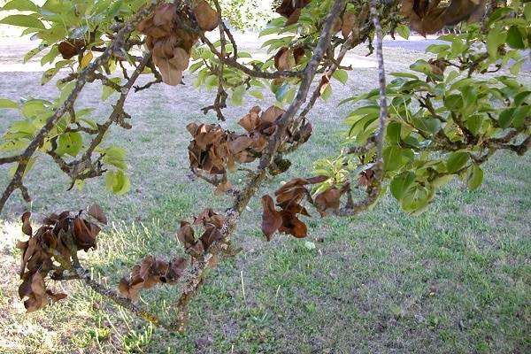 Основные причины, почему на яблоне мало листьев, информация от агрономов