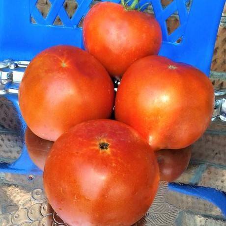 Описание томатов серии брендивайн — характеристики и отзывы