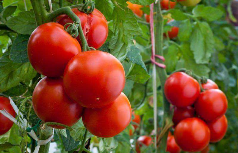 Фото, видео, характеристика, урожайность, отзывы и описание гибрида томата «cчастье русское f1»