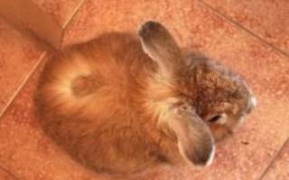 У кролика выпадает шерсть: причины, что делать, как лечить