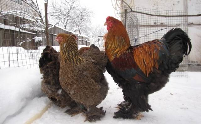 Курицы породы брама: гиганты из курятника