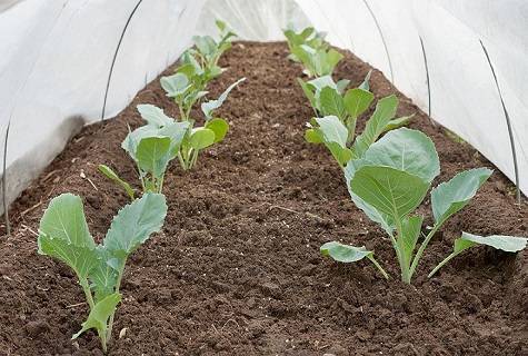 Подкормка капусты в открытом грунте, какие удобрения лучше использовать