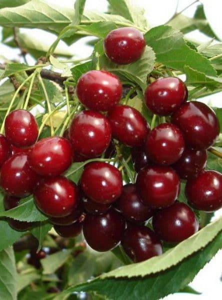 Описание сорта вишни чернокорка, история селекции и морозоустойчивость