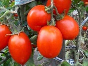 Выращивание томата рио гранде