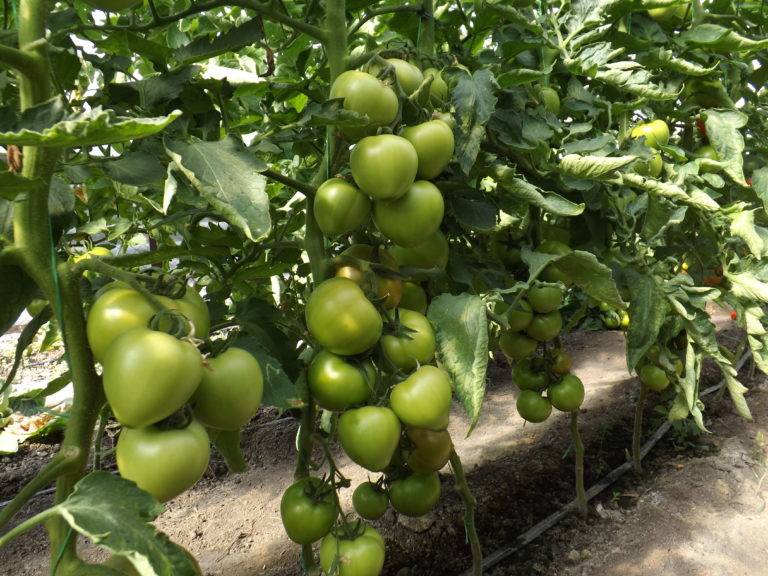 Характеристика и описание сорта томата Кибо, его урожайность